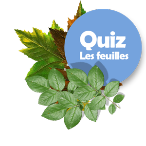 Quiz, les feuilles