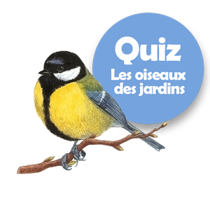 Quiz, les oiseaux des jardins