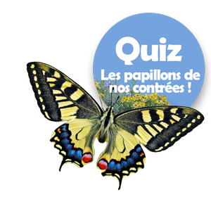 Quiz, les papillons de nos jardins