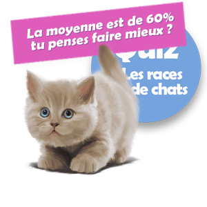 Quiz, les races de chats