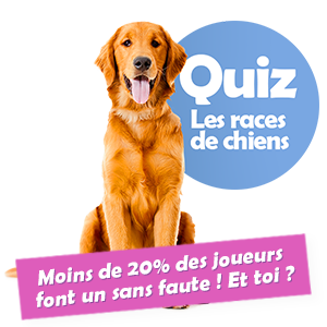 Quiz, les races de chiens des villes et campagnes